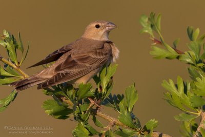 Pale Rock Sparrow (Carpospiza brachydactyla)