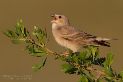 Pale Rock Sparrow (Carpospiza brachydactyla)