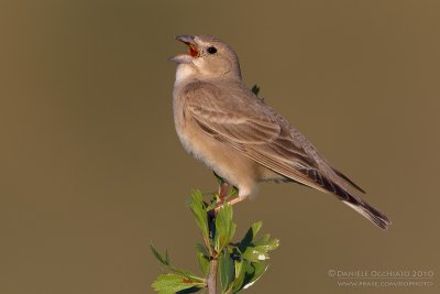 Pale Rock Sparrow (Passera lagia pallida)