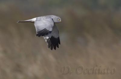 Hen Harrier (Circus cyaneus)