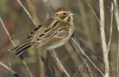 Reed Bunting (Emberiza shoeniclus)