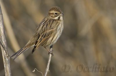 Reed Bunting (Emberiza shoeniclus)