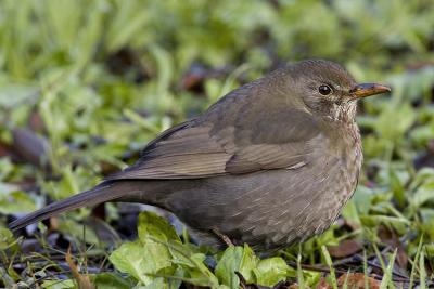 Blackbird (Turdus merula)