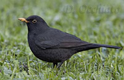 Blackbird (Turdus merula)