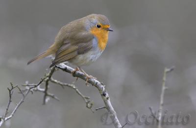 Europaen Robin (Erytachus rubecula)