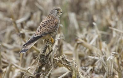 Kestrel (Falco tinnunculus)