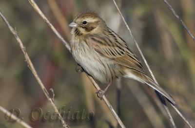 Reed Bunting (Emberiza shoeniclus)