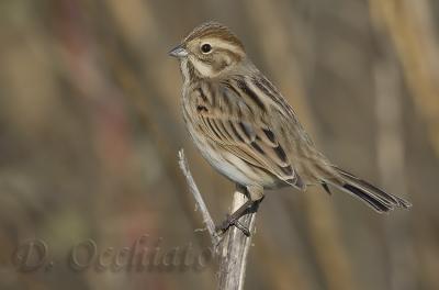 Reed Bunting (Emberiza shoeniclus)