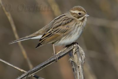 Reed Bunting (Emberiza shoeniclus)