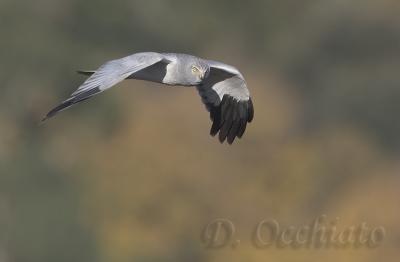 Hen Harrier (Circus cyaneus)