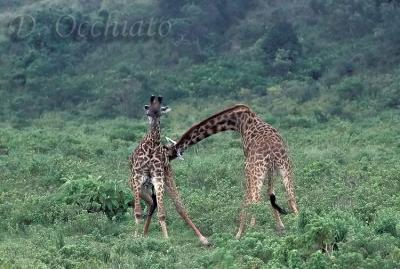Giraffa-Masai-01.jpg