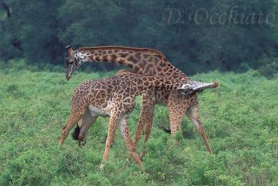 Giraffa-Masai-02.jpg