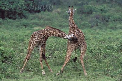 Giraffa-Masai-03.jpg