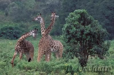Giraffa-Masai-04.jpg
