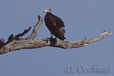 Avvoltoio-testabianca-01.jpg