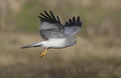 Hen Harrier (Circus cyaneus)