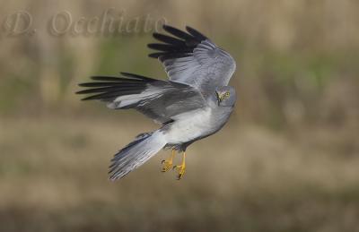 Hen Harrier (Circus cyaneus)