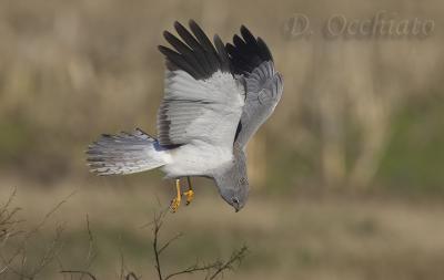 Hen Harrier (Circus cyaneus)