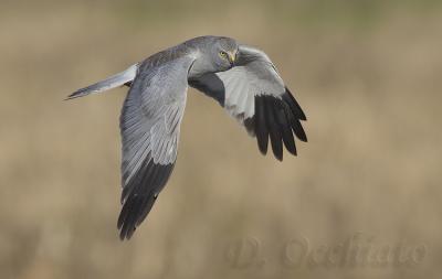 Hen Harrier (Circus cyaneus)