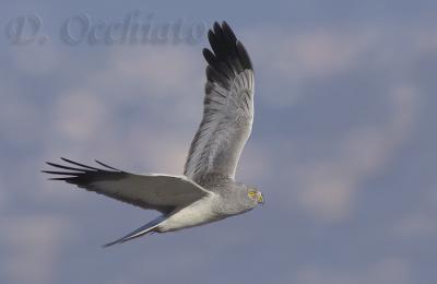 Hen Harrier (Circus cyaneus)