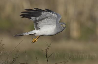 Hen Harrier (Circus cyaneus)