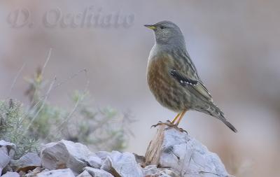 Alpine Accentor (Prunella collaris)