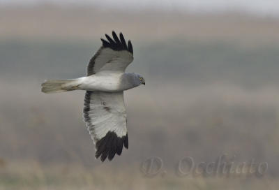 Hen Harrier (Circus cyaneus)