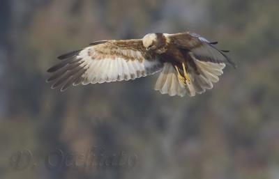 Marsh Harrier (Circus aeruginosus)