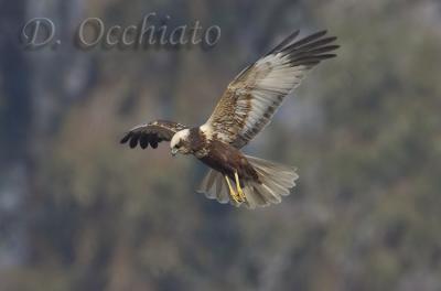 Marsh Harrier (Circus aeruginosus)