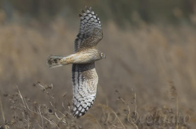 Hen Harrier (Circus cyaneus)