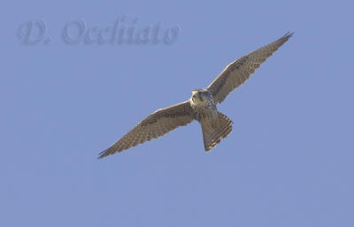 Lanner (Falco biarmicus ssp feldeggii)