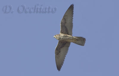 Lanner (Falco biarmicus ssp feldeggii)