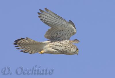 Kestrel (Falco tinnunculus)