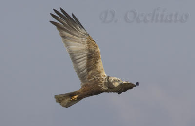 Marsh Harrier (Circus aeruginosus)