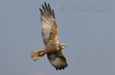 Marsh Harrier (Circus aeruginosus)