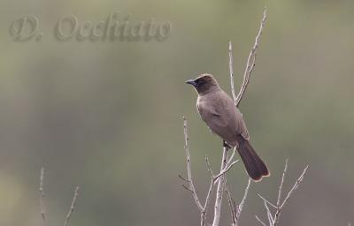 Common Bulbul (Pycnonotus barbatus)