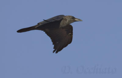 Brown-necked Raven - 500 f/4 + 2X
