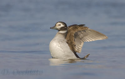 Long-tailed Duck - 500 f/4 IS + 2X