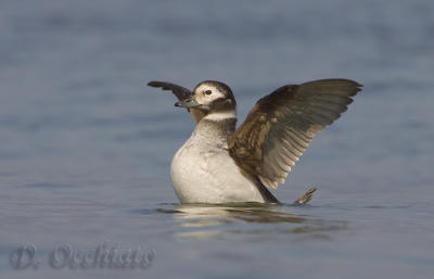 Long-tailed Duck - 500 f/4 IS + 2X