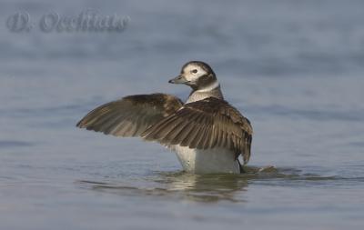 Long-tailed Duck - 500 f/4 IS + 2X