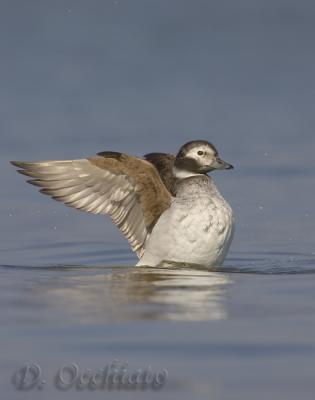 Long-tailed Duck - 500 f/4 IS + 2X