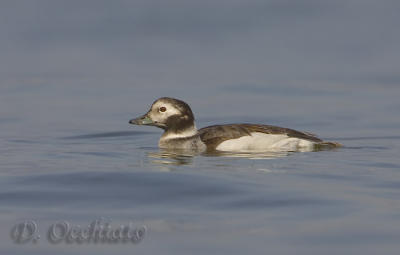 Long-tailed Duck - 500 f/4 IS + 2X