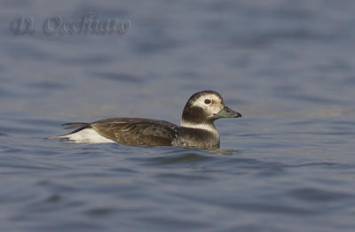 Long-tailed Duck - 500 f/4 IS + 2X