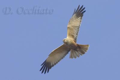 Marsh Harrier (Circus aeruginosus)