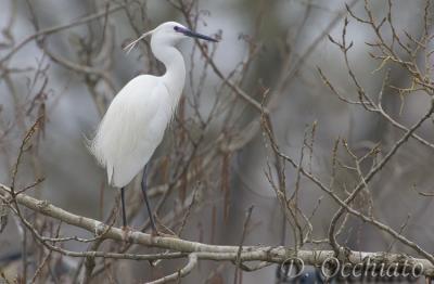 Little Egret (Egretta garzetta)