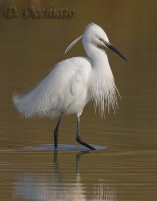 Little Egret (Egretta garzetta)