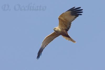 Marsh Harrier (Circus aeruginosus)