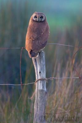 Marsh Owl (Asio capensis tingitanus)