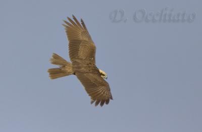 Marsh Harrier (Circus aeruginosus)