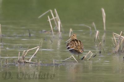 Great Snipe - 500 f/4 + 2X